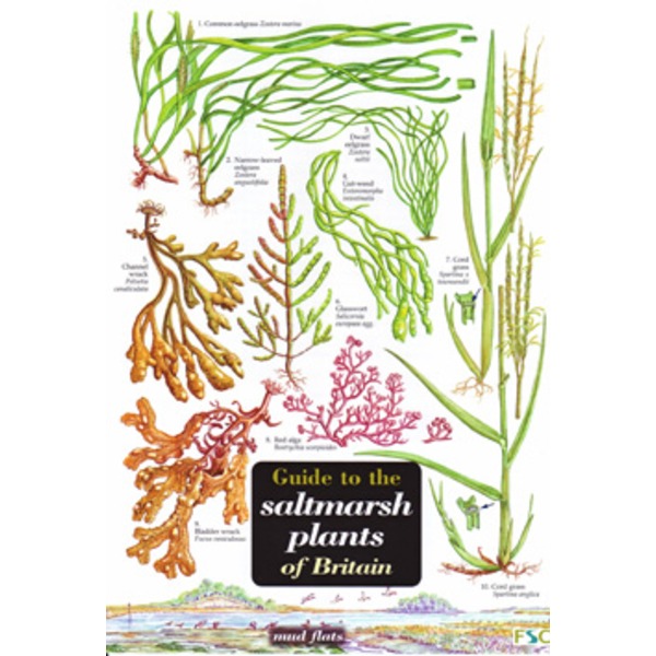Saltmarsh Plants FSC Field Guides Greenman Bushcraft