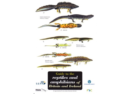FSC Field Guide to Reptiles and Amphibians of Britain and Ireland