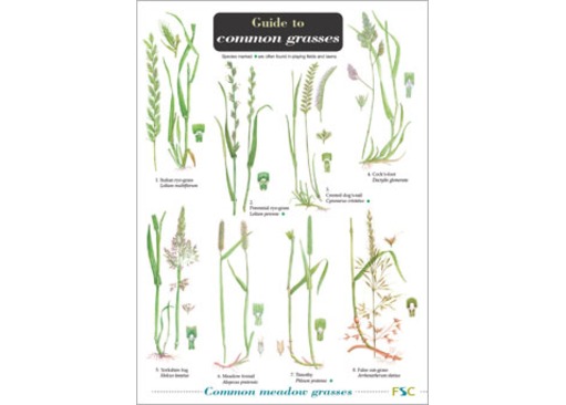 FSC Guide to Grasses 