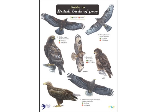 FSC Field Guide to Birds of Prey