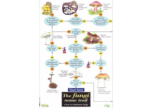 FSC Field Guide to fungi / mushrooms