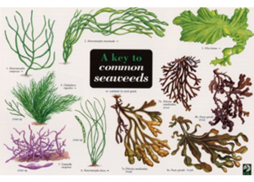 FSC Field Guide to Common Seaweeds