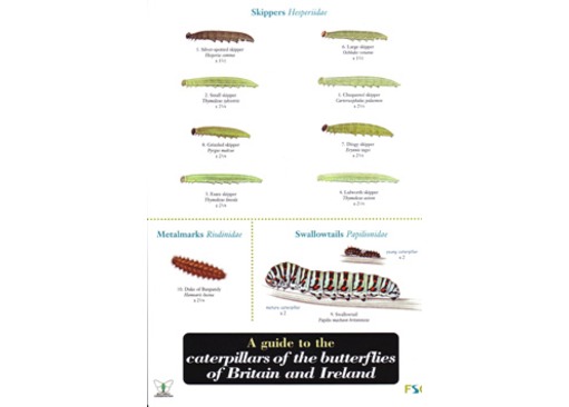 FSC Field Guide to Caterpillars of butterflies of Britain & Ireland