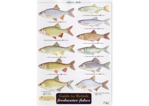 FSC Field Guide to British Freshwater Fish
