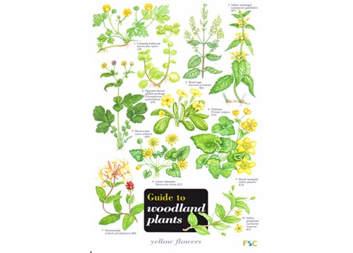 FSC Field Guide to Woodland Plants