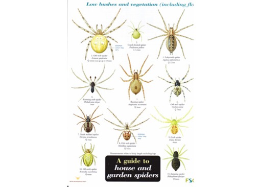 House/Garden Spiders | Field Guide | Greenman Bushcraft