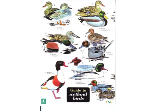 FSC Field Guide to Wetland Birds