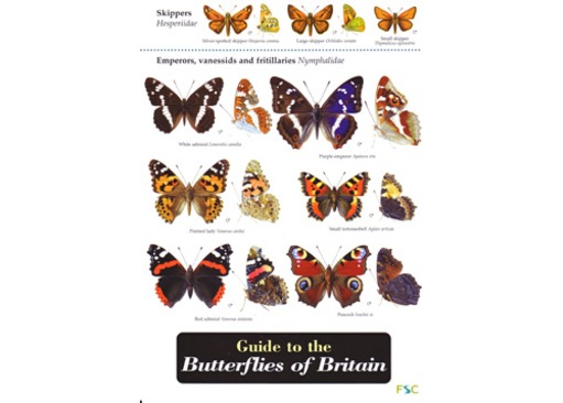 FSC Field Guide to Butterflies of Britain