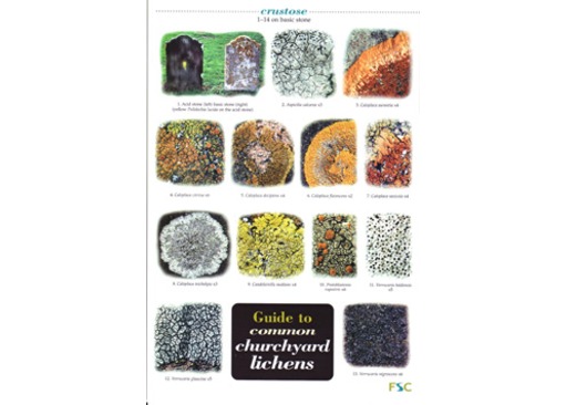 FSC Field Guide to Common Churchyard Lichens
