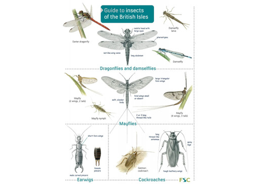 FSC Guide to Insects of the British Isles