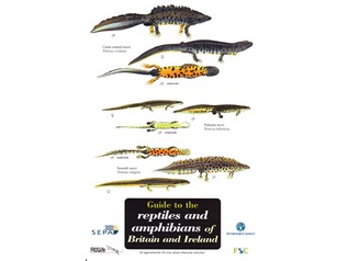 FSC Field Guide to Reptiles and Amphibians of Britain and Ireland