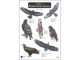 FSC Field Guide to Birds of Prey