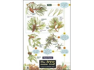 FSC Field Guide to Trees of Britain