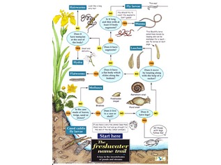 FSC Field Guide to Freshwater Life