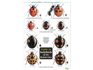 FSC Field Guide to Ladybirds of the British Isles