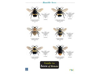 FSC Field Guide to Bees of Britain
