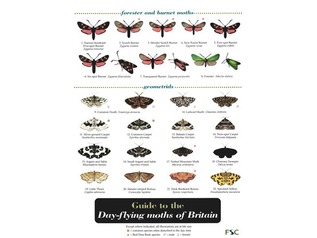 FSC Field Guide to Day-flying Moths