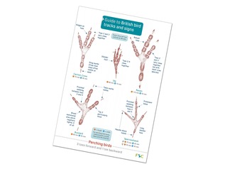 FSC Bird Tracks and Signs Guide