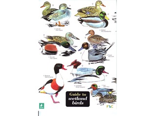 FSC Field Guide to Wetland Birds