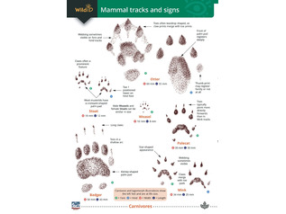 FSC guide to British mammal tracks and signs 