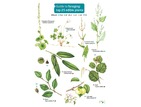 FSC Guide To Foraging The Top 25 Edible Plants